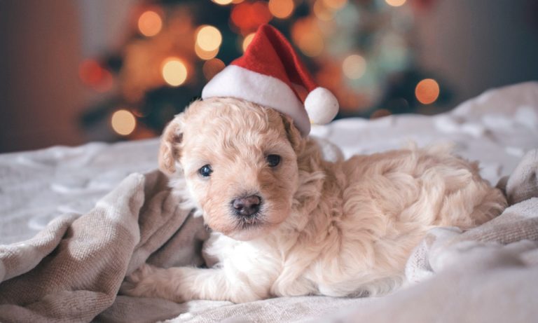 a-puppy-in-a-santa-hat-in-a-home-being-renovated-during-the-holidays