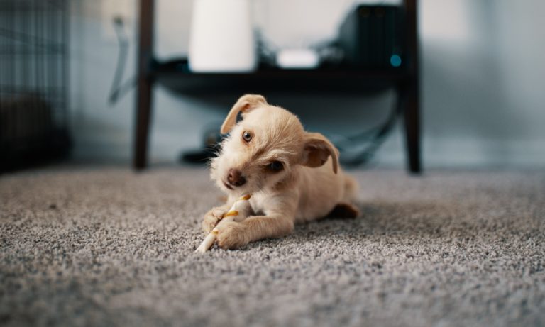 an-puppy-lawying-on-a-recently-installed-edmonton-carpet