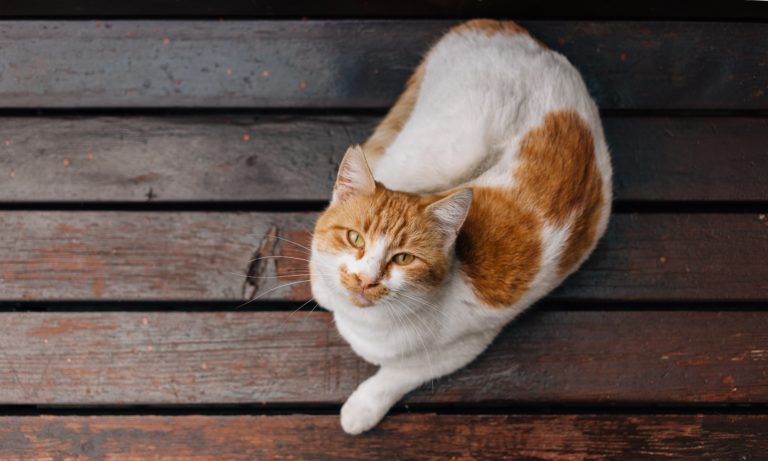 an-edmonton-cat-sitting-on-dark-hardwood-floor