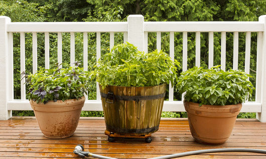 large-garden-pots-sitting-on-an-edmonton-deck-with-guard-rails