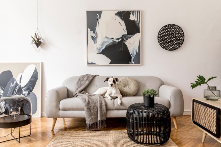 white dog sitting on grey couch with black and white framed art on wall. black modern coffee table, grey throw blanket and succulent on wall behind him.