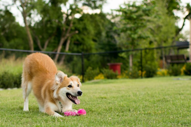 Blonde and white dog panting while playfully bowing down with a pink toy in a green yard