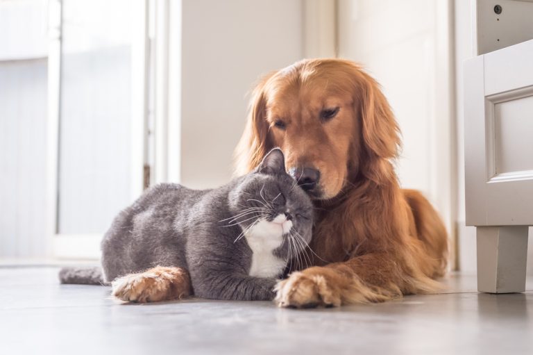 cat and dog snuggling while laying on floor